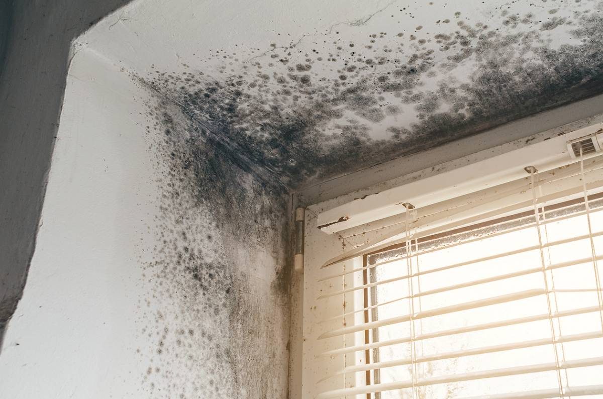 Taches d'humidité sur les murs : ce que leur couleur révèle